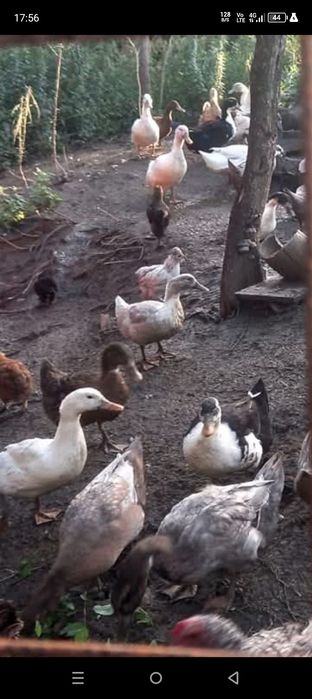 Vând rațe sau schimb cu găini , gâște,curci