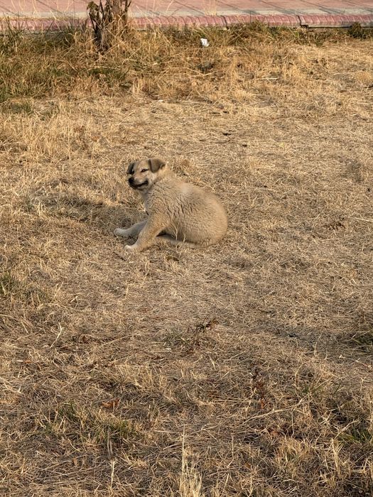 Отдам в хорошие руки