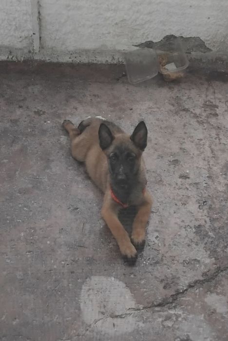 Белгийска малиноа