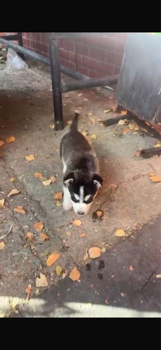 Отдам собаку в добрые руки.