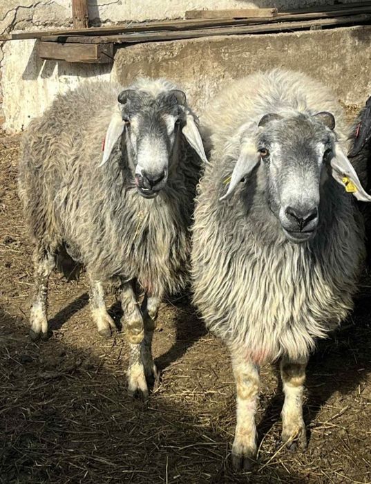 Berbeci karakul brumarii