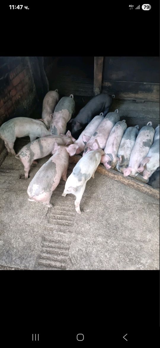 Продавам малки прасета ма 65 дни