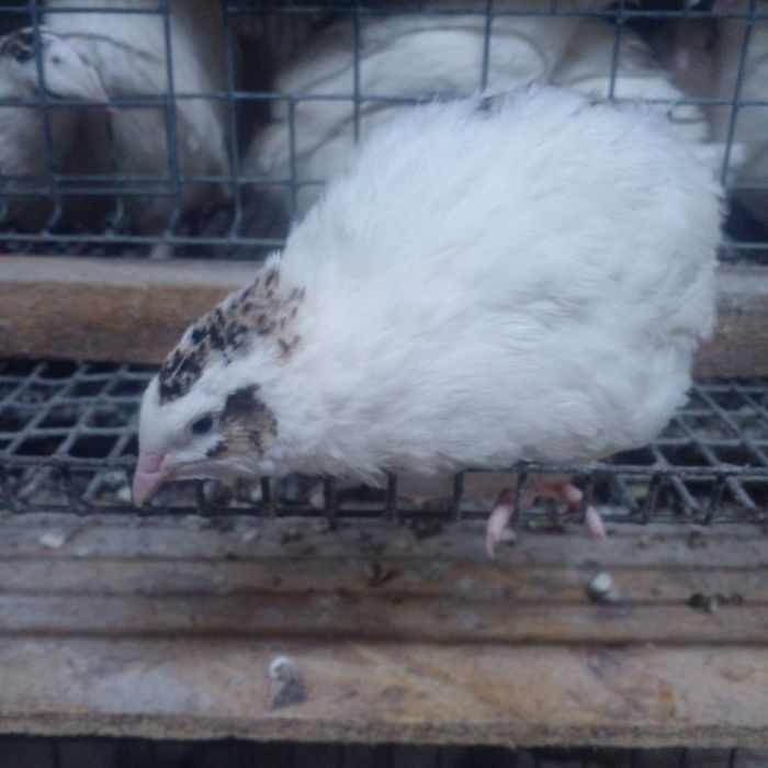 Продам перепелов и перепелиное мясо