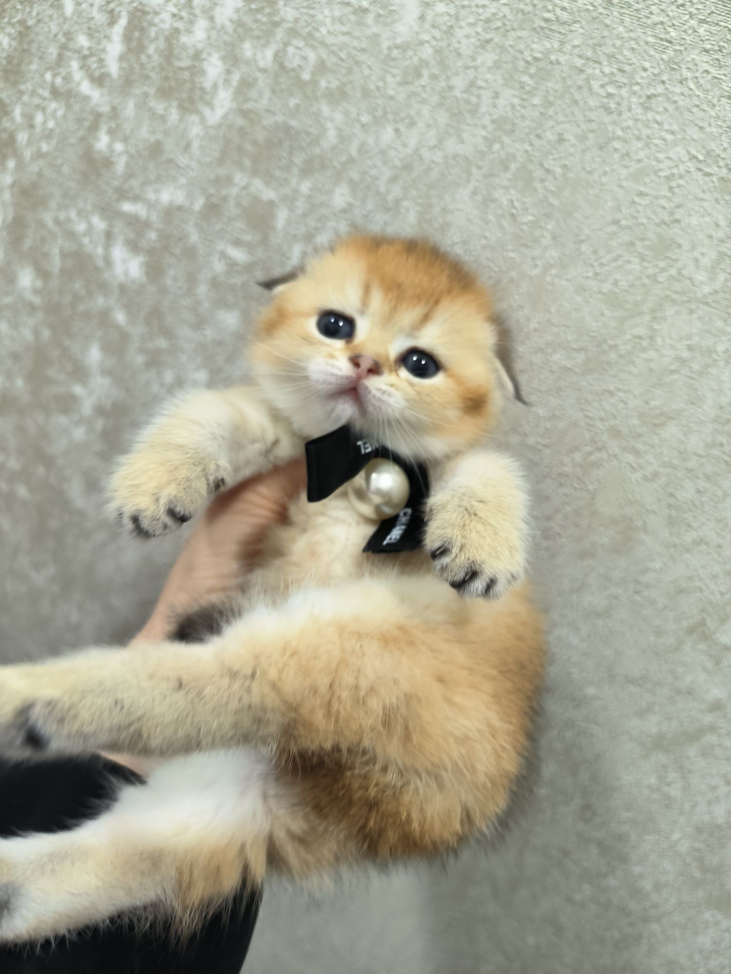 Котята чистокровные мимишки фолды