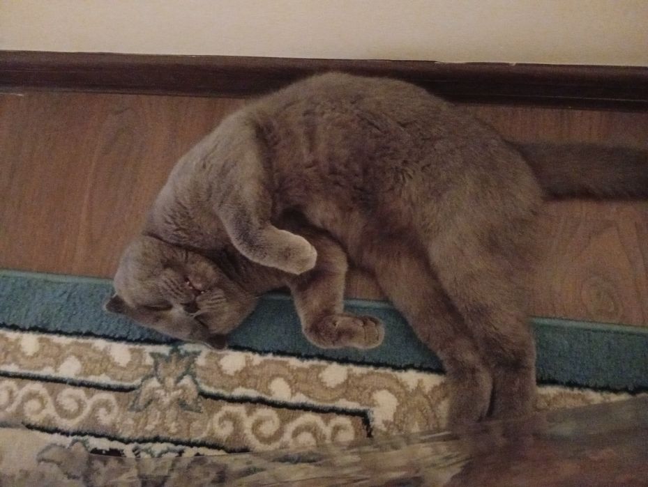 Vyazkaga Zotlik Mushuk (Scotish fold) qochirishga