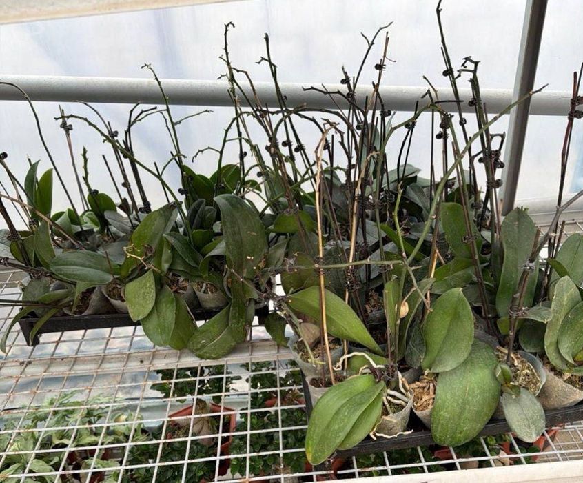 Орхидеи оцветашки