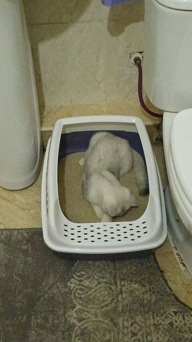 Продам вислоухово шотландского кота