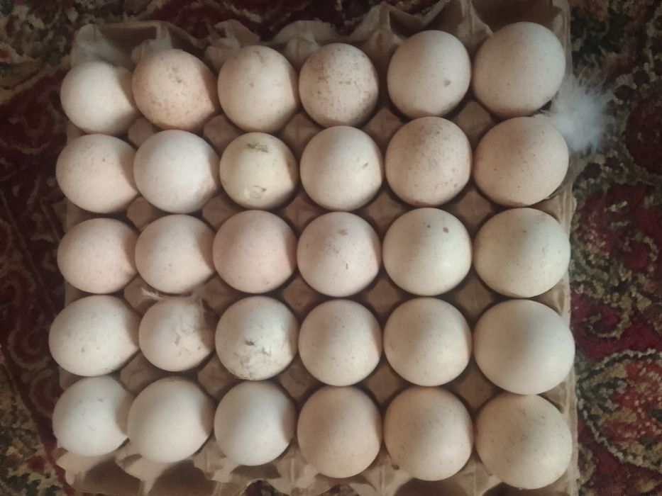 Курка тухумлари бургон зотидан