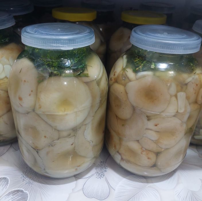 Продам грузди свежего посола.