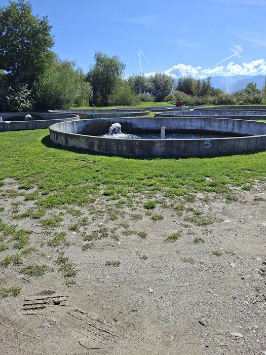 Vând păstrăv de consum curcubeu