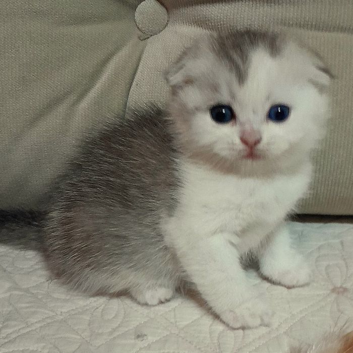 Продаётся девочка серебристая скотишфолд,шиншилла.