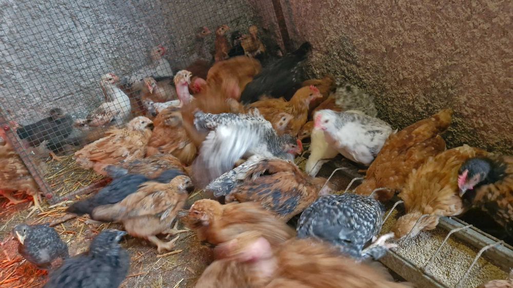 Pui australorp și de țară