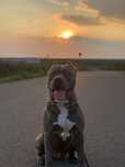 American Staffordshire terrier(Amstaff)