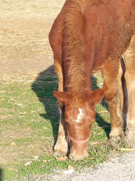 Vand manza de 5 luni.