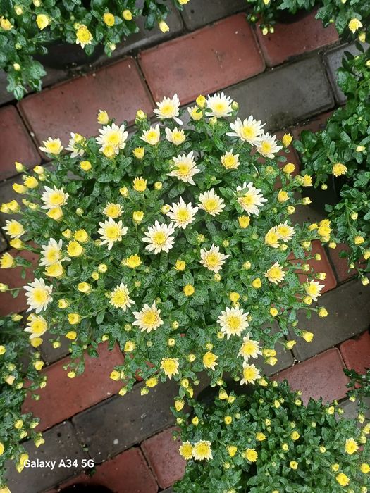 Crizanteme multiflora
