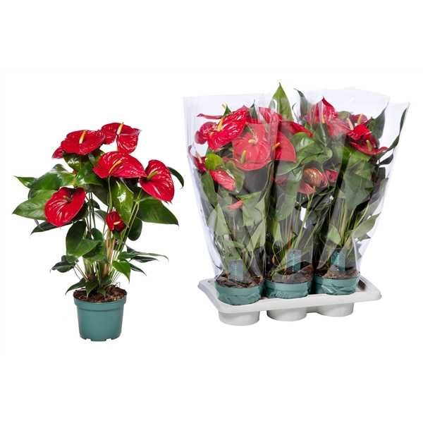 Комнатное растение - (Anthurium) - Голландский Антуриум