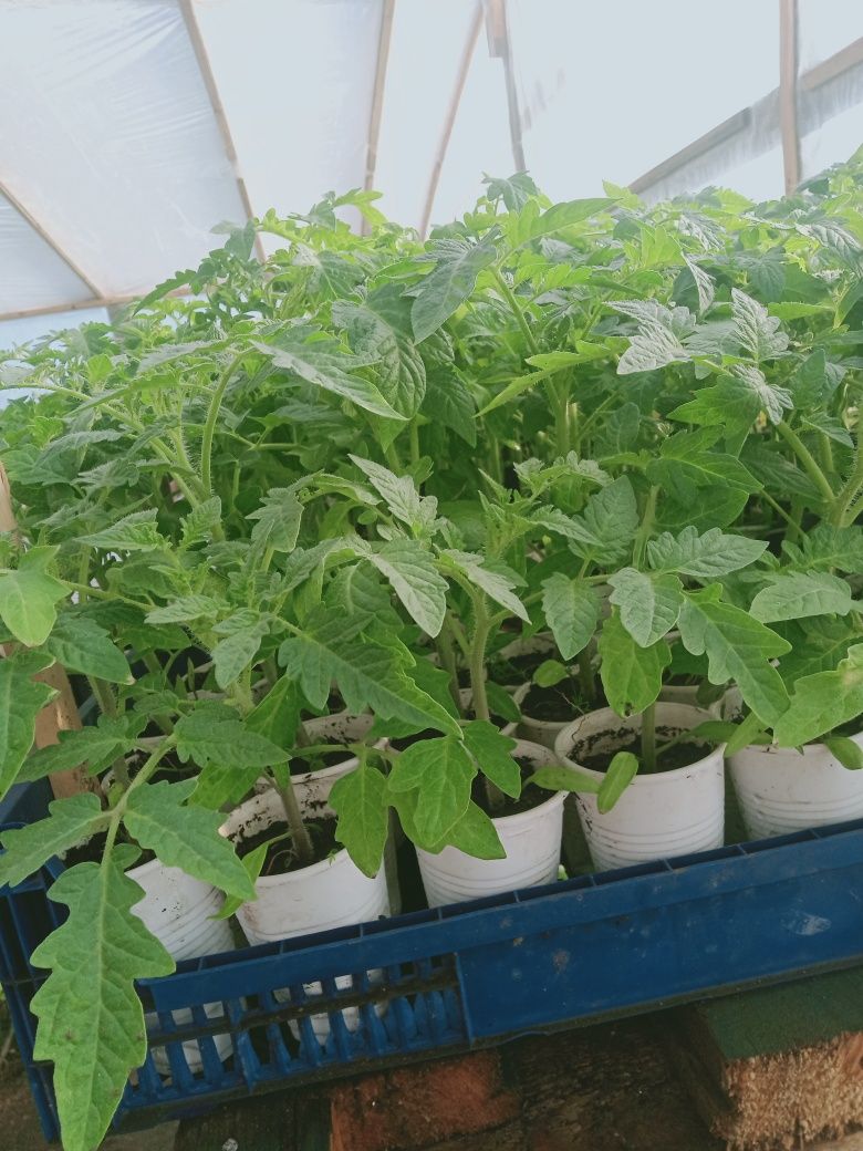 Продам рассаду цветов и овощей