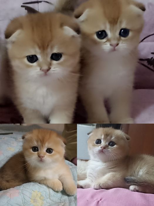 Британский золотая шиншилла