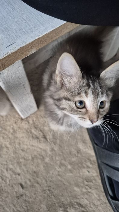 Мушуклар бор, озингиз уйдан келиб олиб кетасиз.