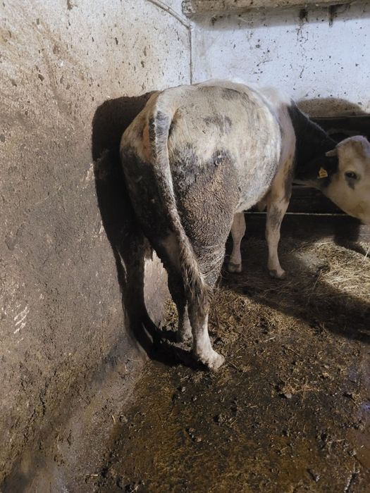 Vând vacă cu vițea