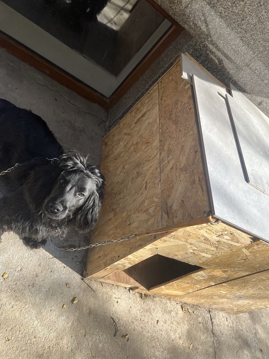 Продаётся собака породы Кокер Спаниель