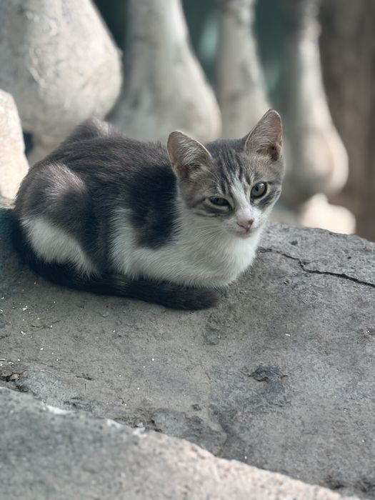 Котята Отдадим в хорошие ручки