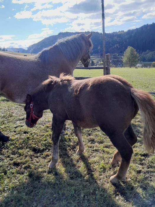 Vand manza, pe 15 face 5 luni