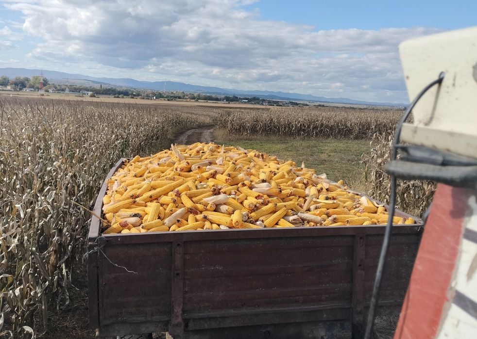 De vânzare porumb stiuleti