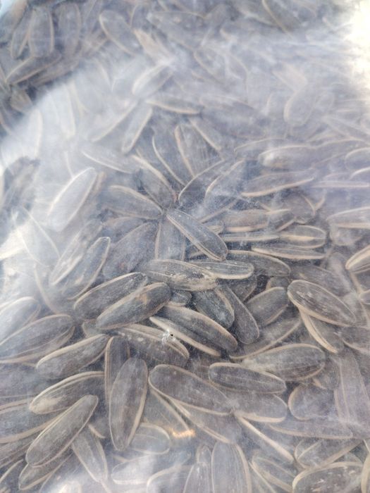 Semichka bor qovurlgan qovrlmagan 2 xilda qora simechka dastavkasi xam