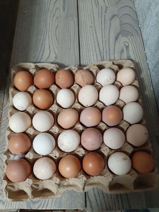 Продам домашние куринные яица цена 800 за десяток