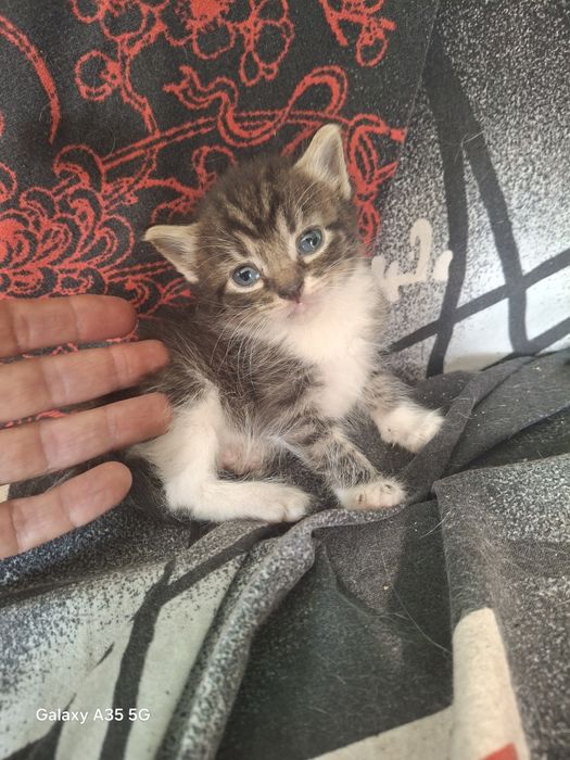 Отдам в частный сектор котят от кошки-крысоловки