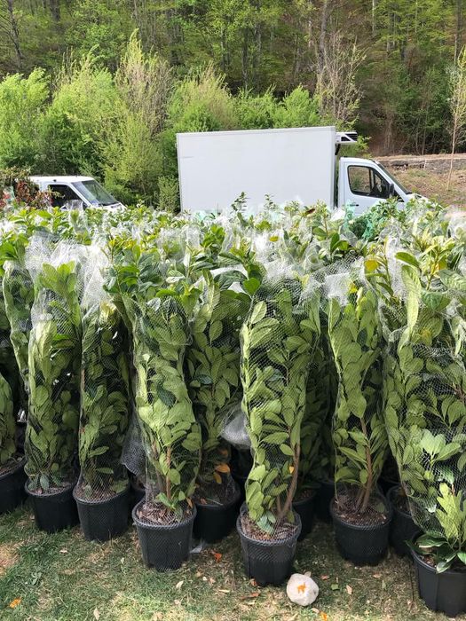 Laur englezesc novita photinia Red Robin