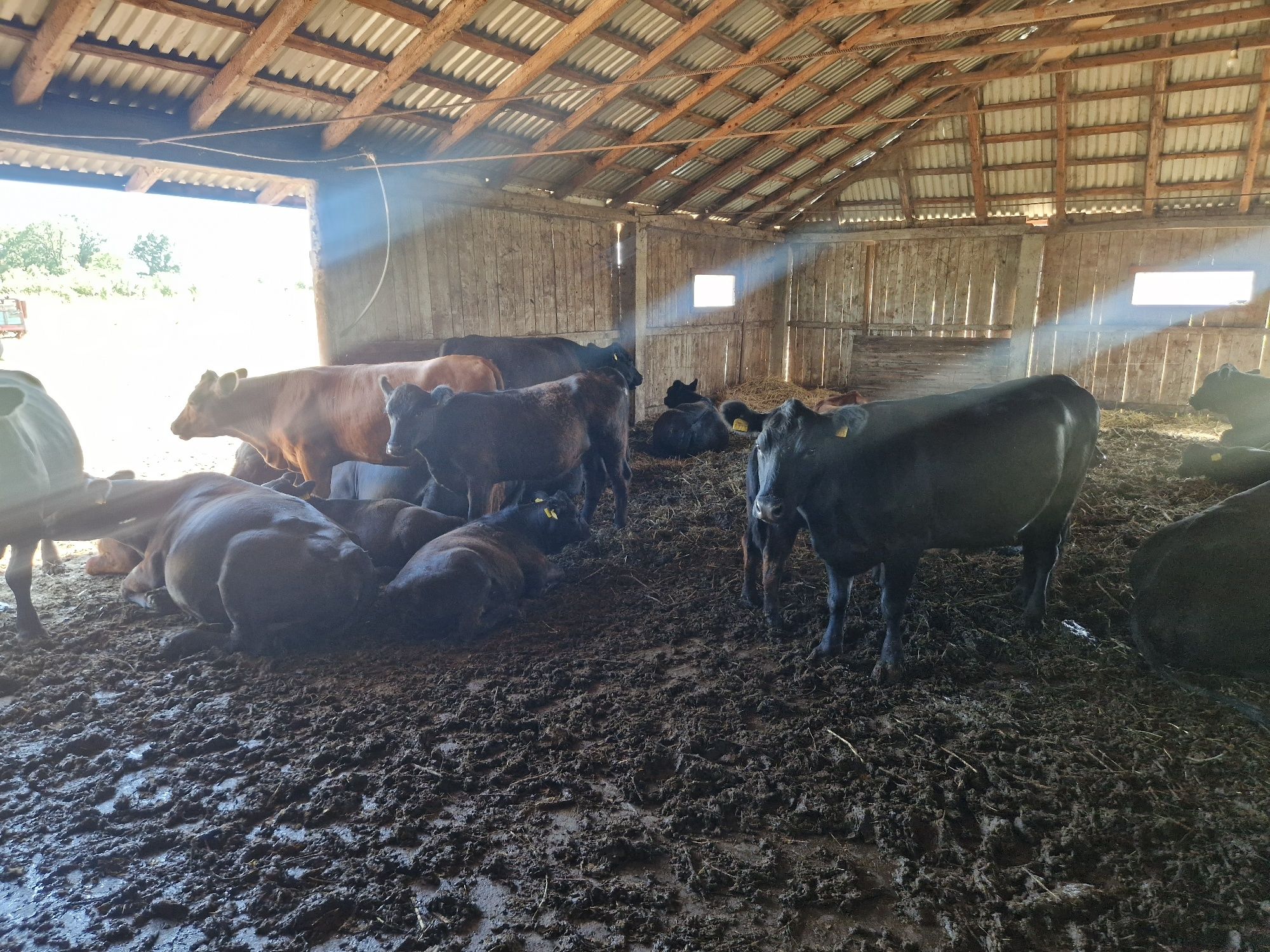 Vand 10 vaci Aberdeen Angus