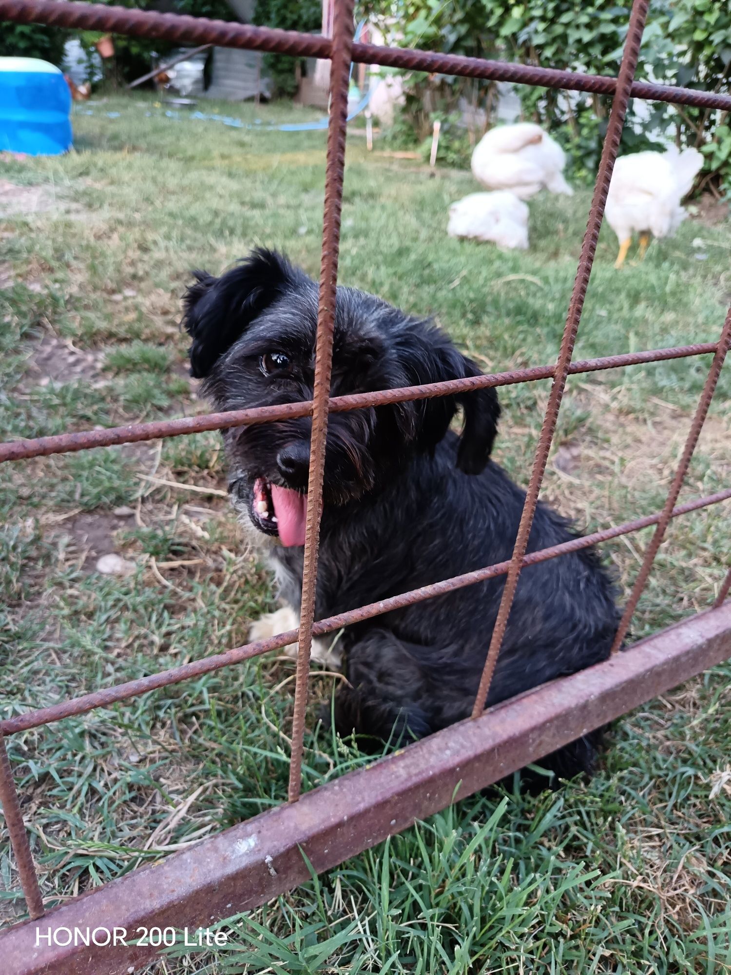 Donez Bichon talie mica