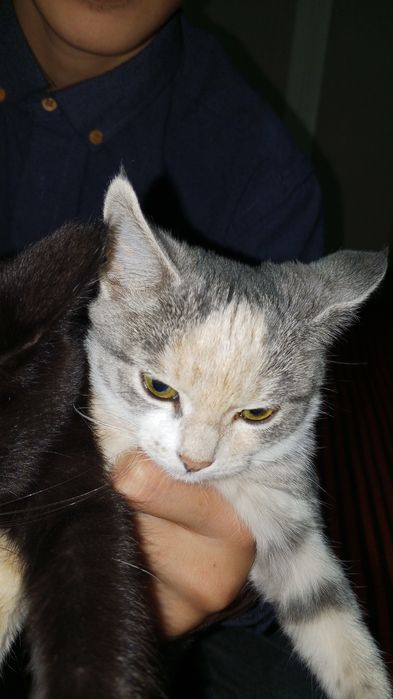 Отдам, только в добрые руки