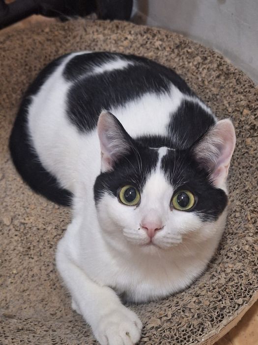 Отдам кастрированного котика