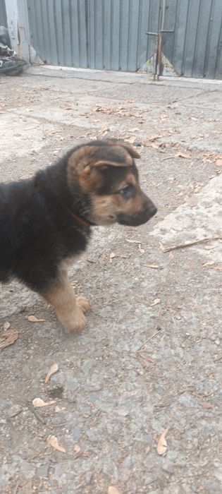 Продам щенков немецкой овчарки