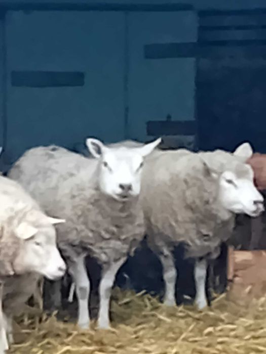 Vand berbec texel varsta 16 luni oaie gestanta mieluta