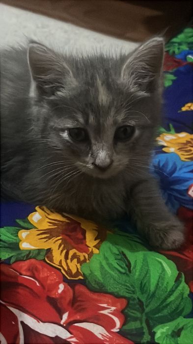 Котята полумейнкун