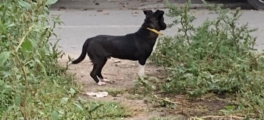 Donez cățel de șobolani