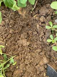 Плодородный биогумус/почвасмесь