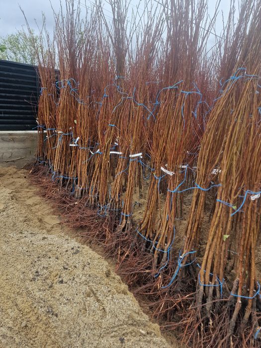 Pomi fructiferi altoiti