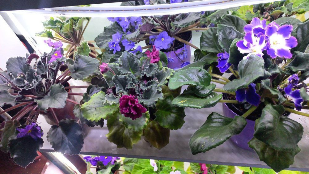 Fiyalka gullari detkasi arzon narxlarda sotiladi