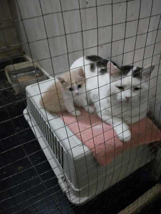 Отдадим кота в добрые руки