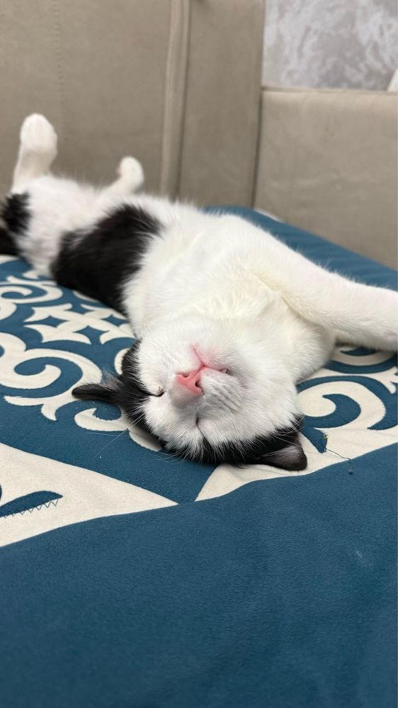 Кот Мартин в добрые руки