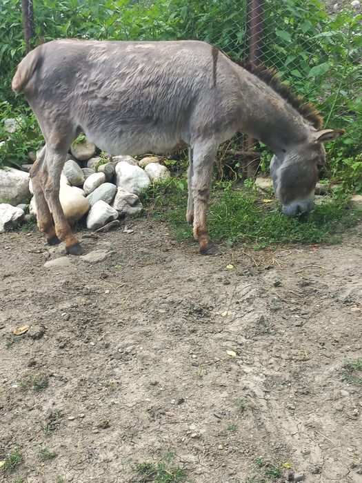 Măgărițe de vânzare