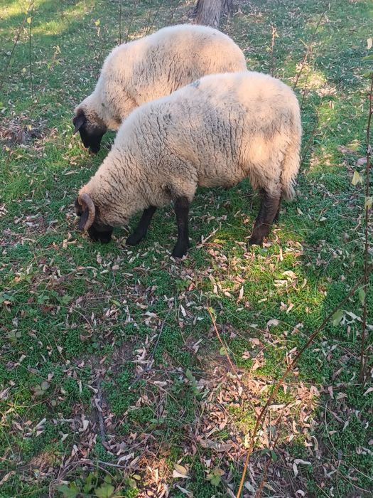 Berbecuti de vânzare