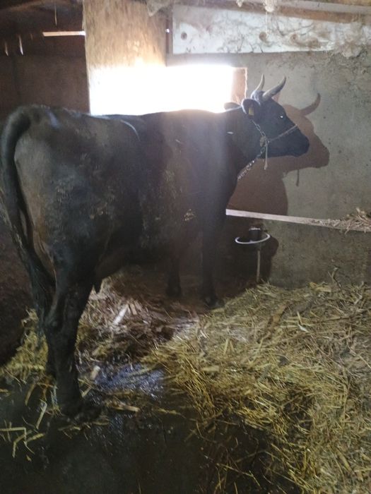 Vacă de 9 ani bună de lapte