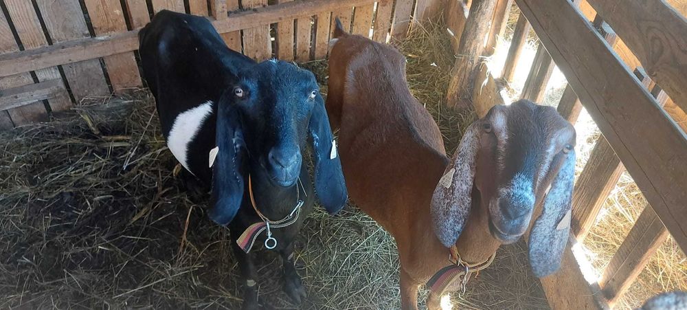 Vând capre anglo-nubiene