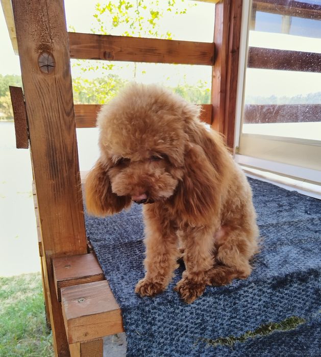 Mini/toy poodle Мини/той момченца